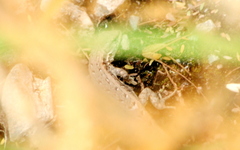 Liolaemus chacoensis