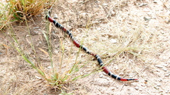 Micrurus pyrrhocryptus