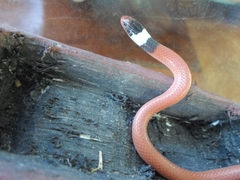 Phalotris matogrossensis