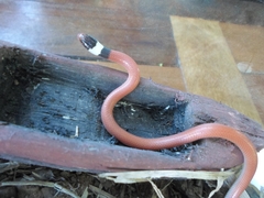 Phalotris matogrossensis