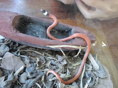 Phalotris matogrossensis