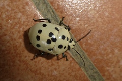 Augocoris