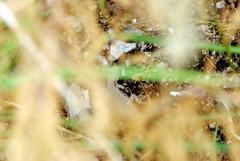 Liolaemus chacoensis