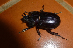 Phileurini