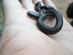 Erythrolamprus semiaureus