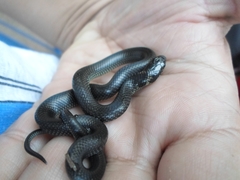 Erythrolamprus semiaureus