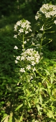 Lysimachia candida