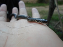 Erythrolamprus semiaureus