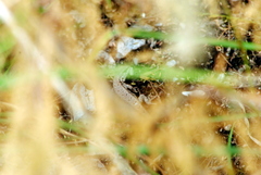 Liolaemus chacoensis