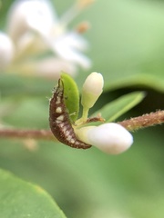 Chrysoperla pudica-group