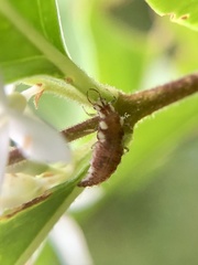 Chrysoperla pudica-group