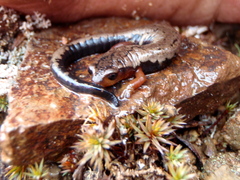 Mushroomtongue Salamander photo 3