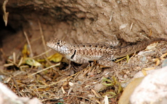 Tropidurus etheridgei