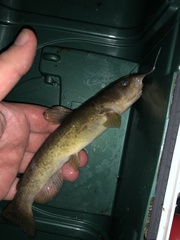 Ameiurus platycephalus