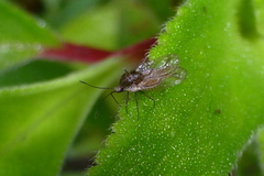 Image of Megalocysta pellucida