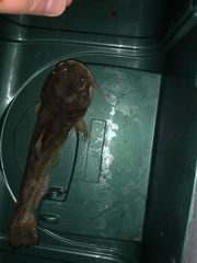 Ameiurus platycephalus