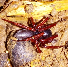 Corinninae