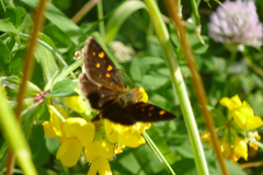 Butleria fruticolens
