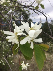 Amelanchier cusickii