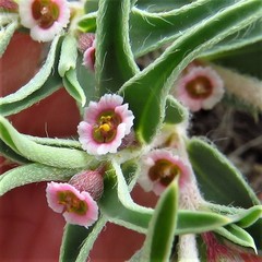 Euphorbia acuta