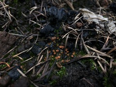Pulvinula archeri
