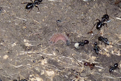 Aricoris arenarum