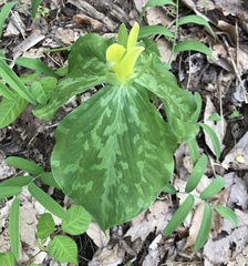 Trillium luteum