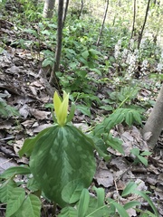 Trillium luteum