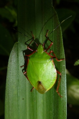 Chlorocoris distinctus