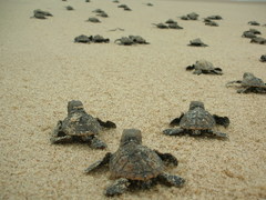Eretmochelys imbricata