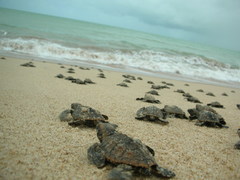 Eretmochelys imbricata
