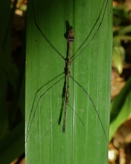 Ghilianella strigata