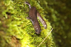 Hynobius arisanensis