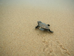 Eretmochelys imbricata