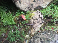 Hynobius arisanensis