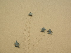 Eretmochelys imbricata