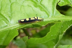 Image of Platygonia spatulata