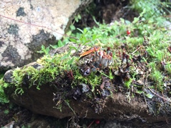 Hynobius arisanensis