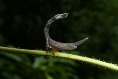 Cladonota