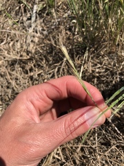 Festuca microstachys
