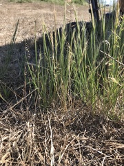 Festuca microstachys