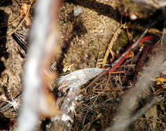Vanzosaura rubricauda