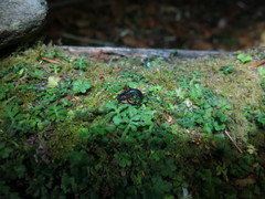 Hynobius arisanensis