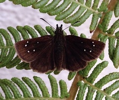 Piruna purepecha