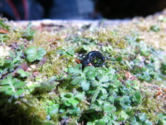 Hynobius arisanensis