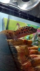 Eublepharis macularius