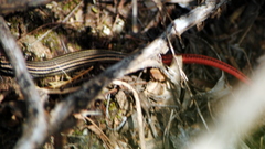 Vanzosaura rubricauda