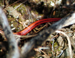 Vanzosaura rubricauda