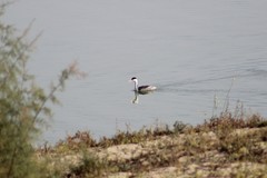 Aechmophorus clarkii