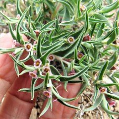 Euphorbia acuta